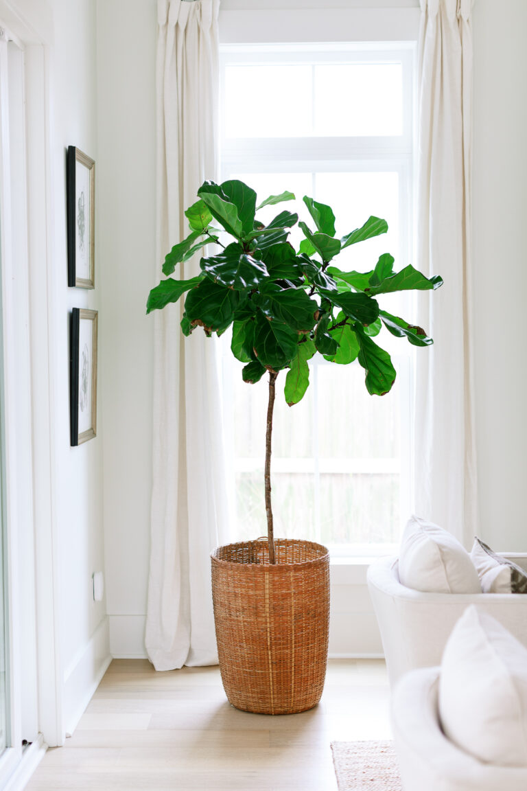 Unexpected Benefits of Houseplants